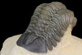 Reedops Trilobite - Atchana, Morocco #153955-5